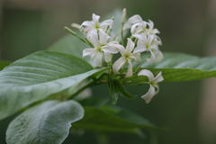 Holarrhena pubescens